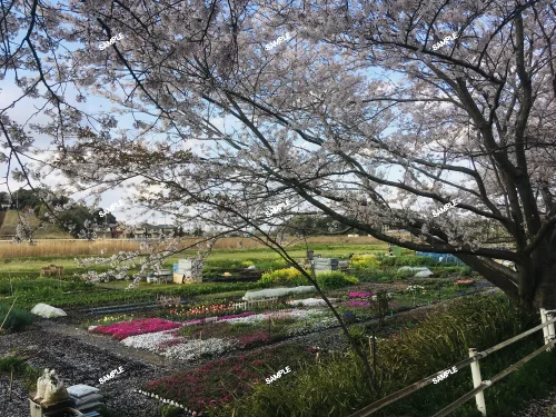 Flower fields visible from the road along the Hanamigawa River in Chiba, Japan