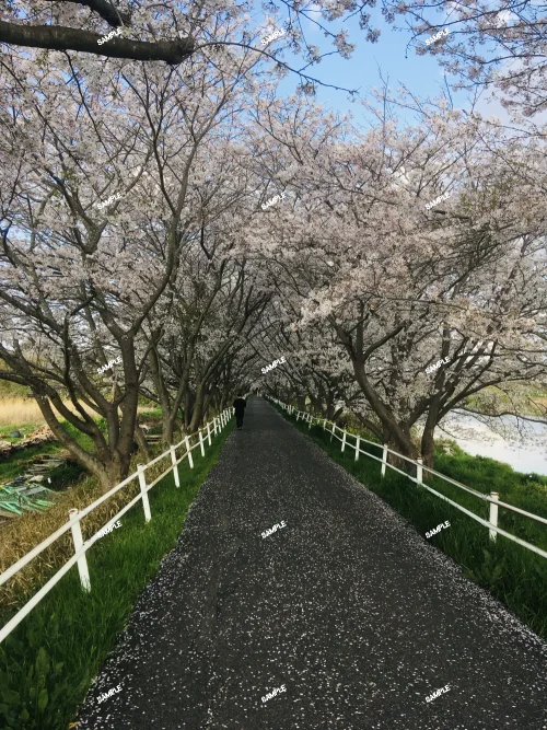 Cherry blossom path along Hanamigawa River in Chiba, Japan